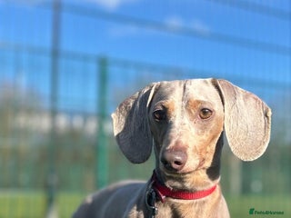 Miniature Dachshund dogs for sale - Advert 1