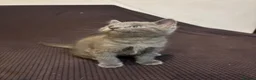 British Shorthair cats for sale: 3 Adorable Kittens Looking For Their Forever Homes - Advert 3