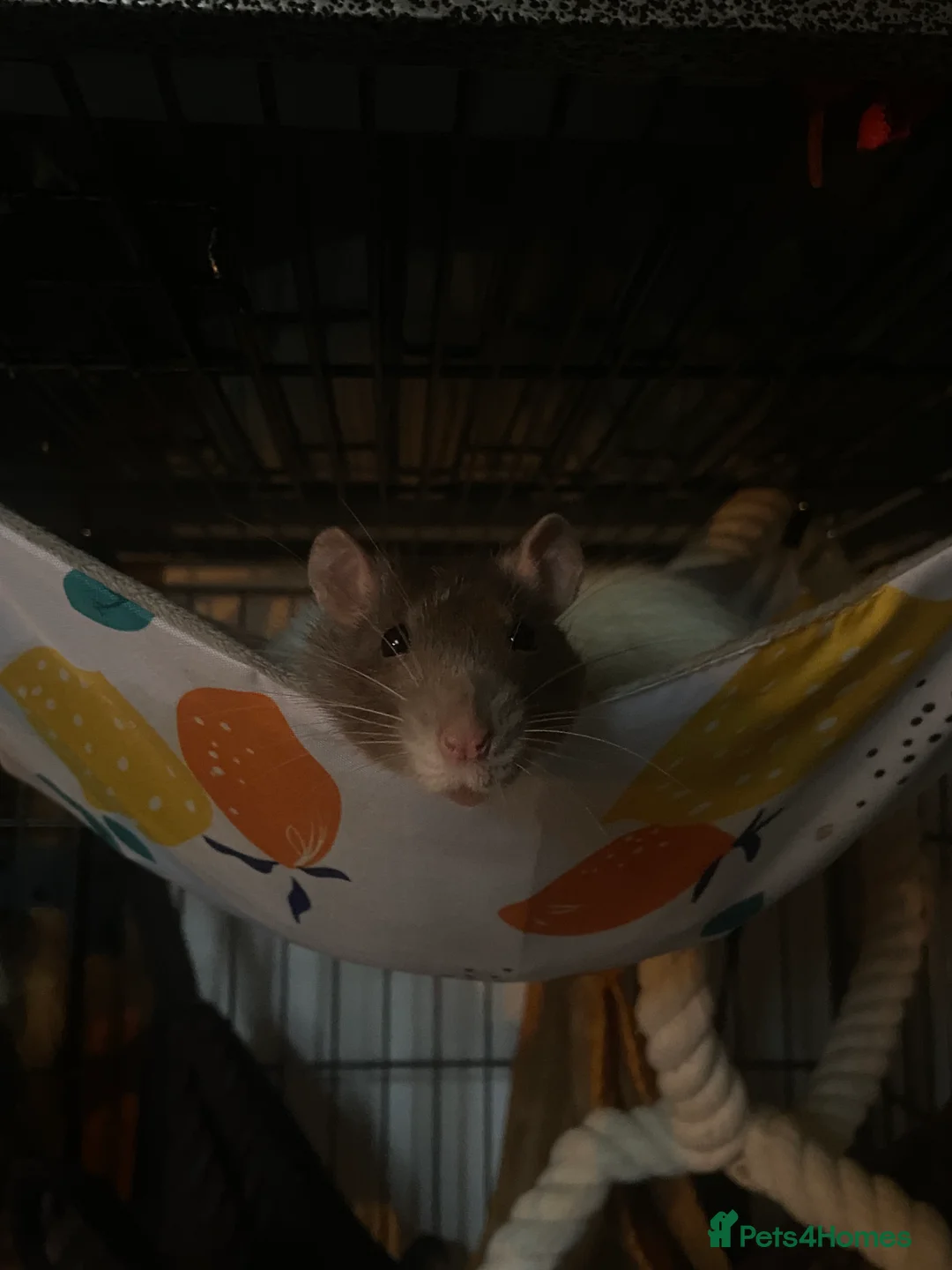 Rat rodents for sale: 3 rats & cage for sale - Advert 5