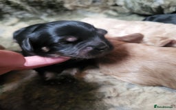 Cavapoo dogs for sale: F2 Cavapoo Gorgeous Babies!  - Image 4