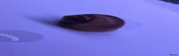 Snails fish for sale: Purple/Magenta Mystery Snails SHIPPING AVAILABLE - Advert 9