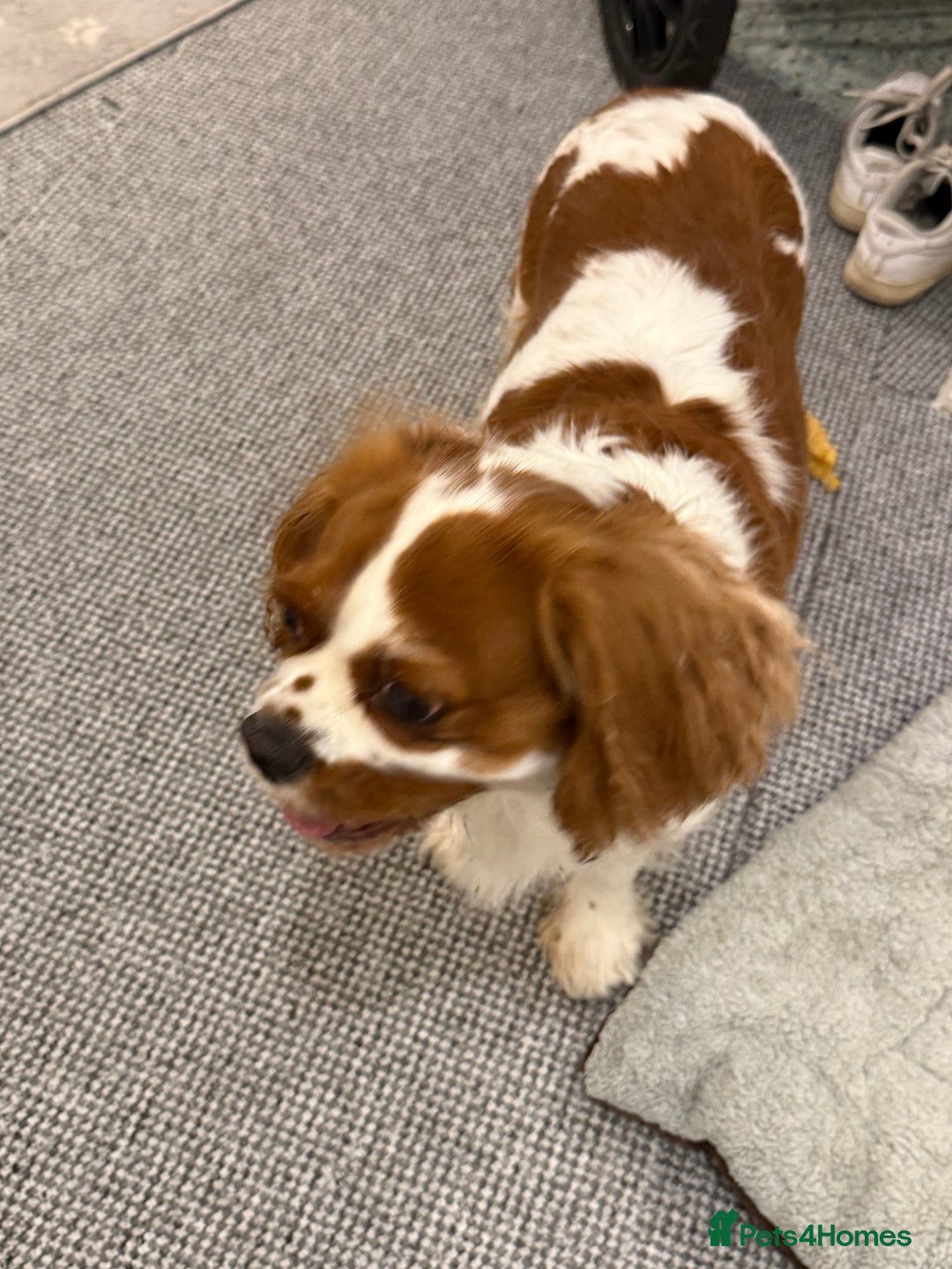 Cavalier King Charles Spaniel dogs for sale: Tilly  - Image 2