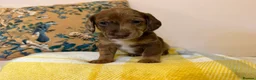 Mixed Breed dogs for sale: Doxie puppies  - Advert 37