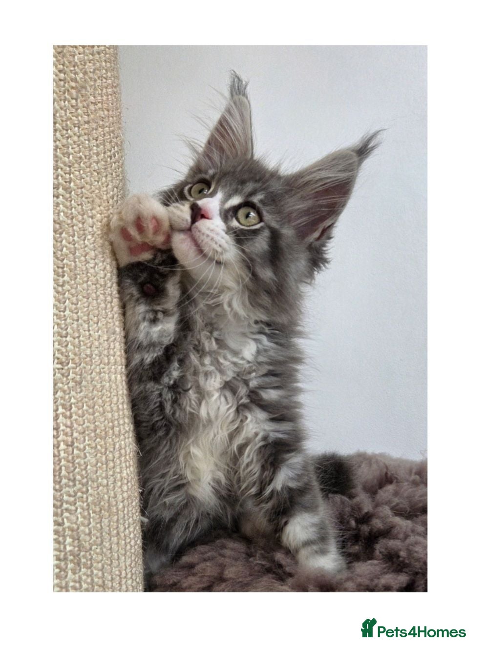 Maine Coon cats Outstanding quality Tica reg Mainecoon kittens - Advert 1