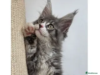 Maine Coon cats Outstanding quality Tica reg Mainecoon kittens - Advert 1