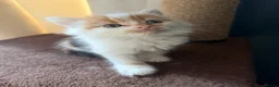 Domestic Shorthair cats for sale: Cute little fluffy kittens for sale  in Birmingham - Advert 4