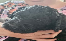 Double Doodle dogs for sale: FANTASTIC FOUR YORKSHIRE LADS  - Image 11