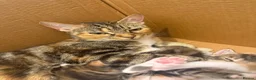 Mixed Breed cats for sale: Mixed Breed Kittens - Advert 3