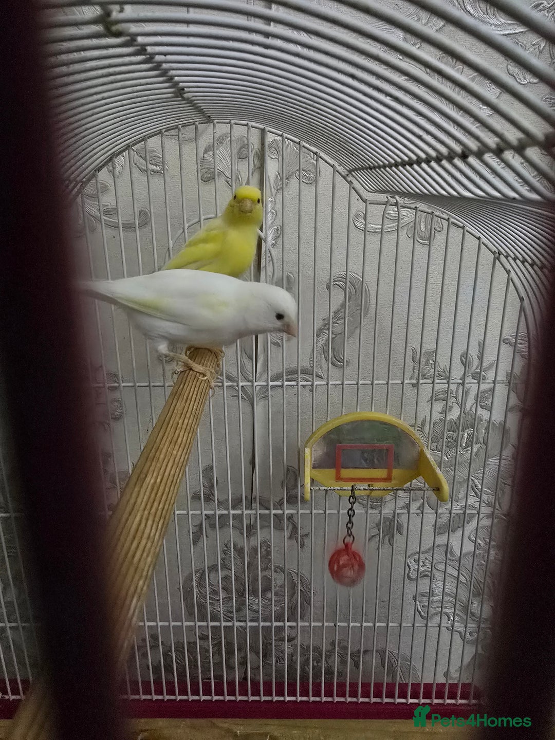 Canaries birds for sale: Canaries with cage - Advert 2