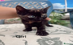 Mixed Breed cats for sale: *READY NOW* 3 beautiful kittens  - Image 10