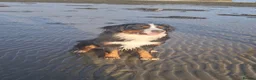 Bernese Mountain Dog dogs for sale: KC Bernese Mountain Dog pups home with mum & dad - Advert 5