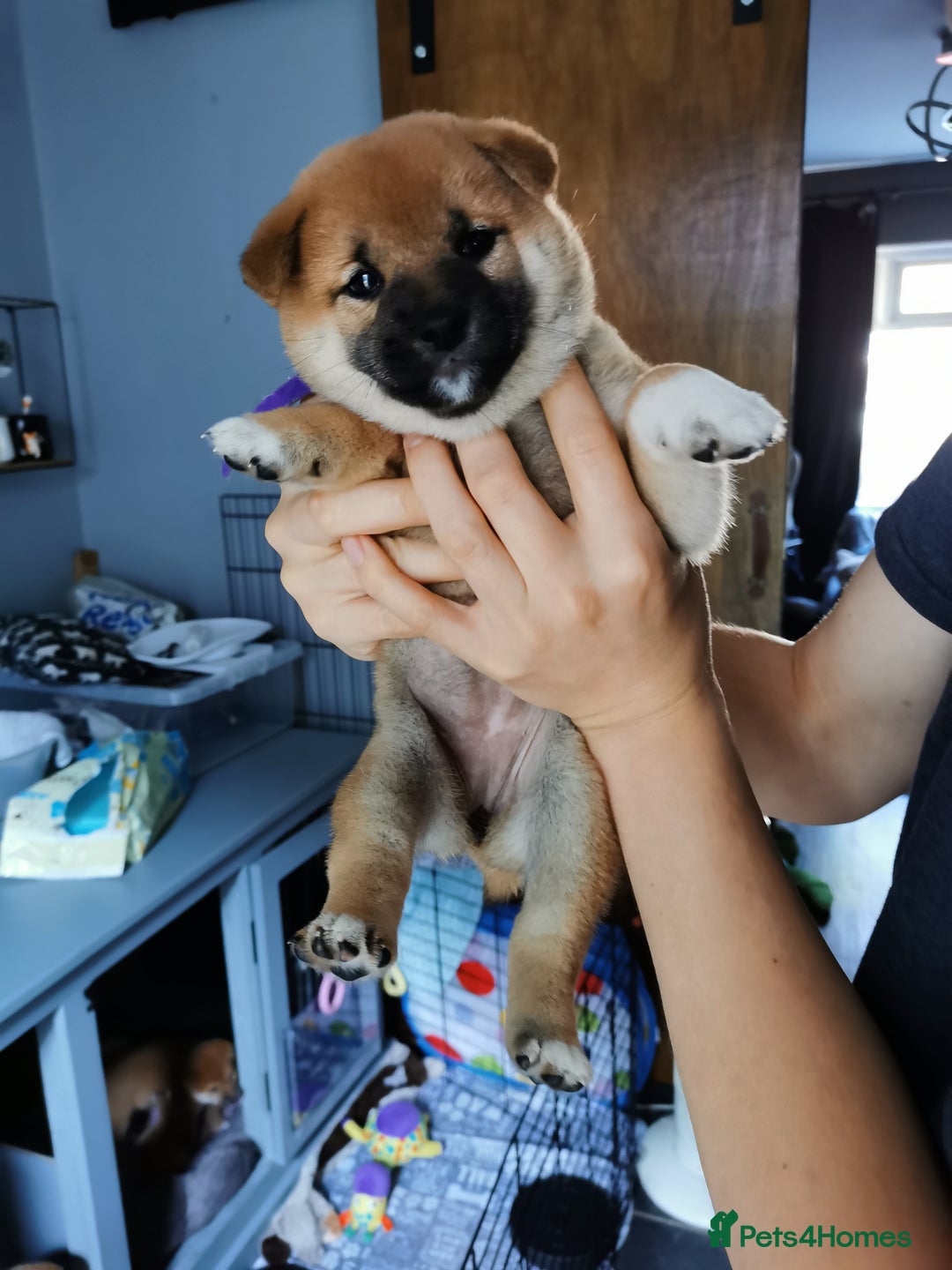 Japanese Shiba Inu dogs for sale: 1 KC Shiba inu girl left.  - Image 1