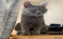 British Shorthair cats for sale: British Blue Kittens - Image 7