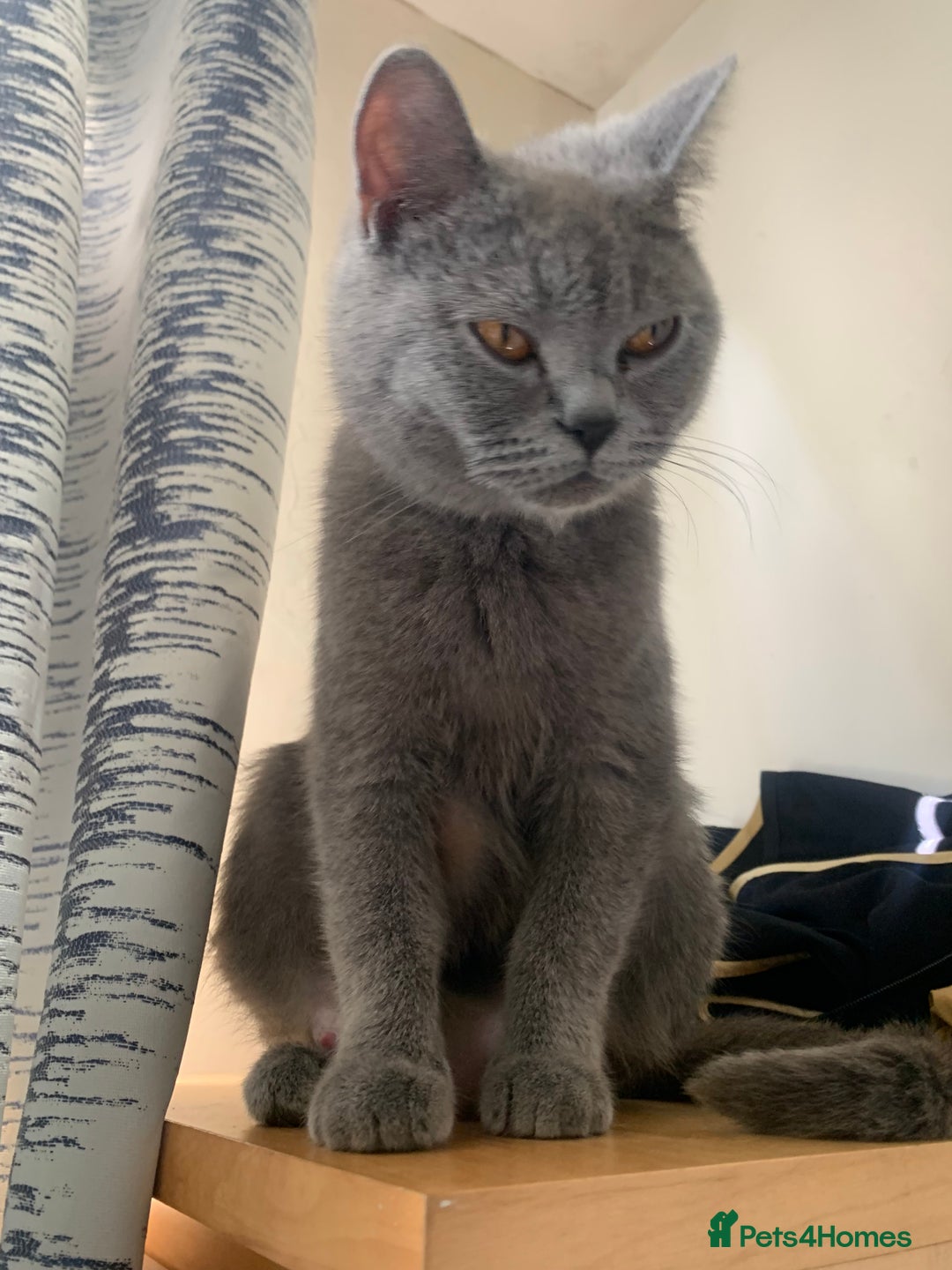 British Shorthair cats for sale: British Blue Kittens - Image 7