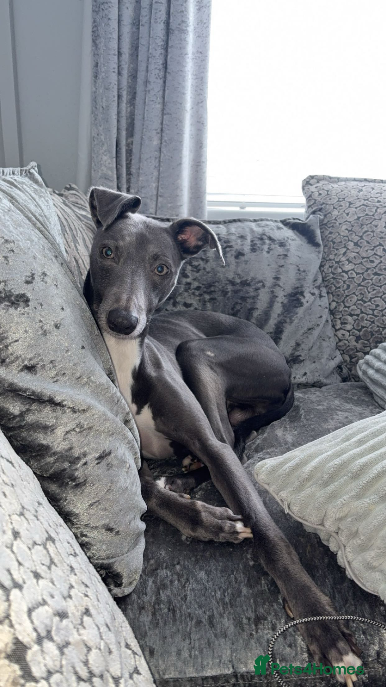 Mixed Breed dogs Free to a good home. in Houghton le Spring - Advert 1