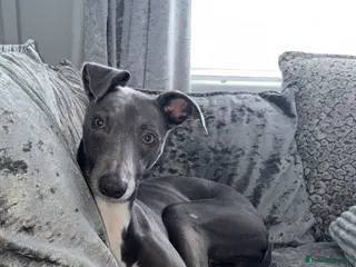 Mixed Breed dogs Free to a good home. in Houghton le Spring - Advert 1