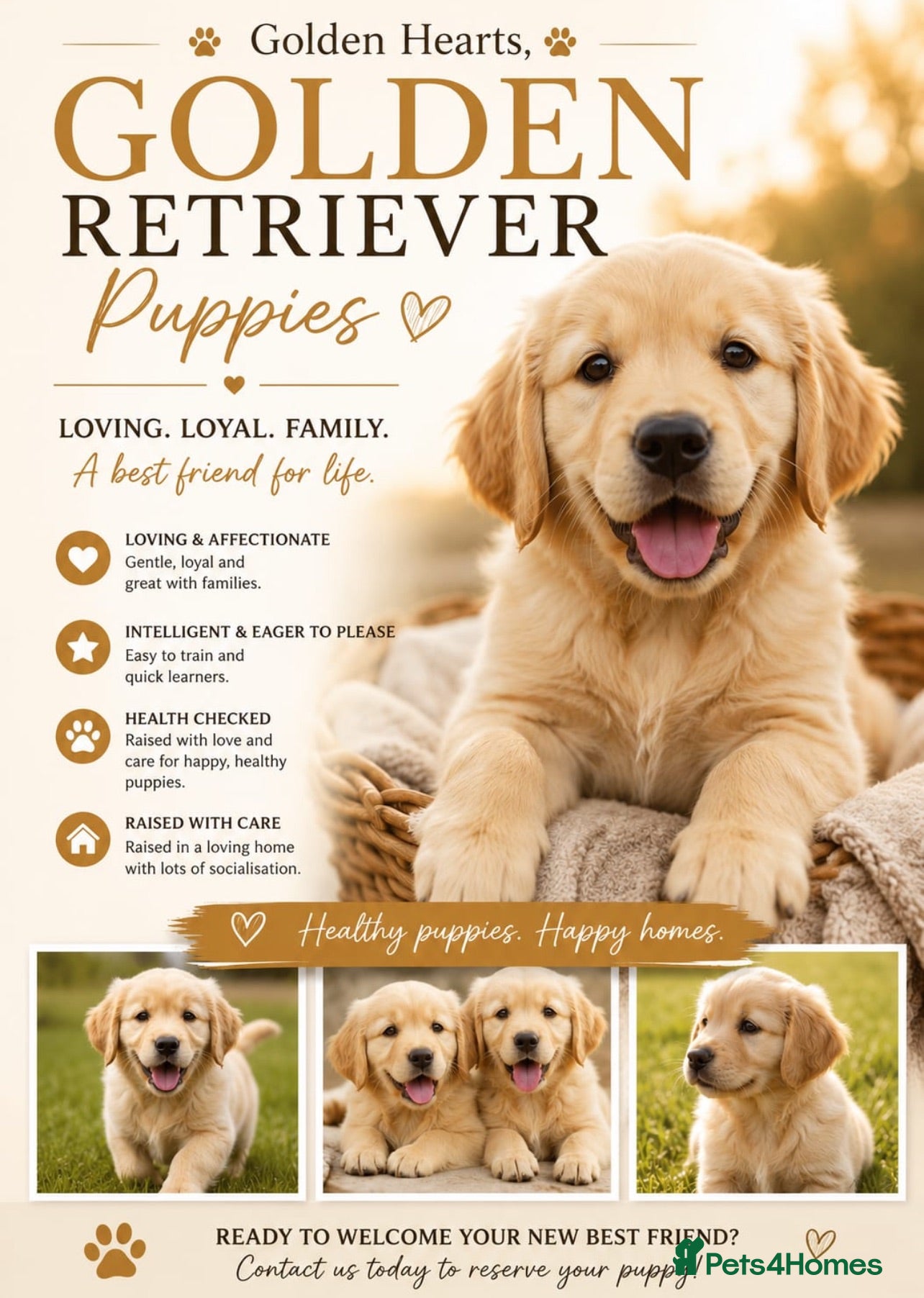 Golden Retriever dogs Golden retriever puppues - Advert 1