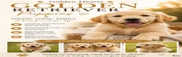 Golden Retriever dogs for sale: Golden retriever puppues in Wymondham - Advert 1