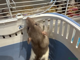 Rat rodents - Advert 19