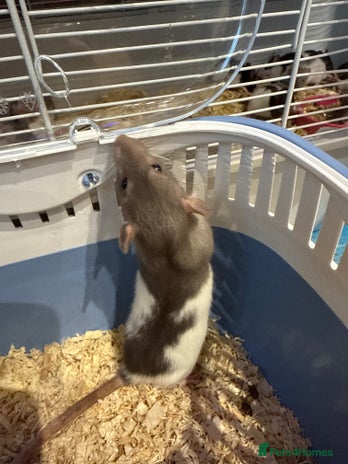 Rat rodents - Advert 1