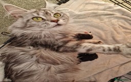 Maine Coon cats for sale: Stunning maine coon kittens - Image 1