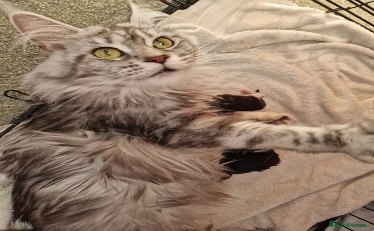 Maine Coon cats - Advert 12