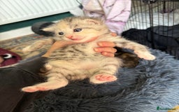 Bengal cats for sale: Beautiful half bengal kittens  - Image 6