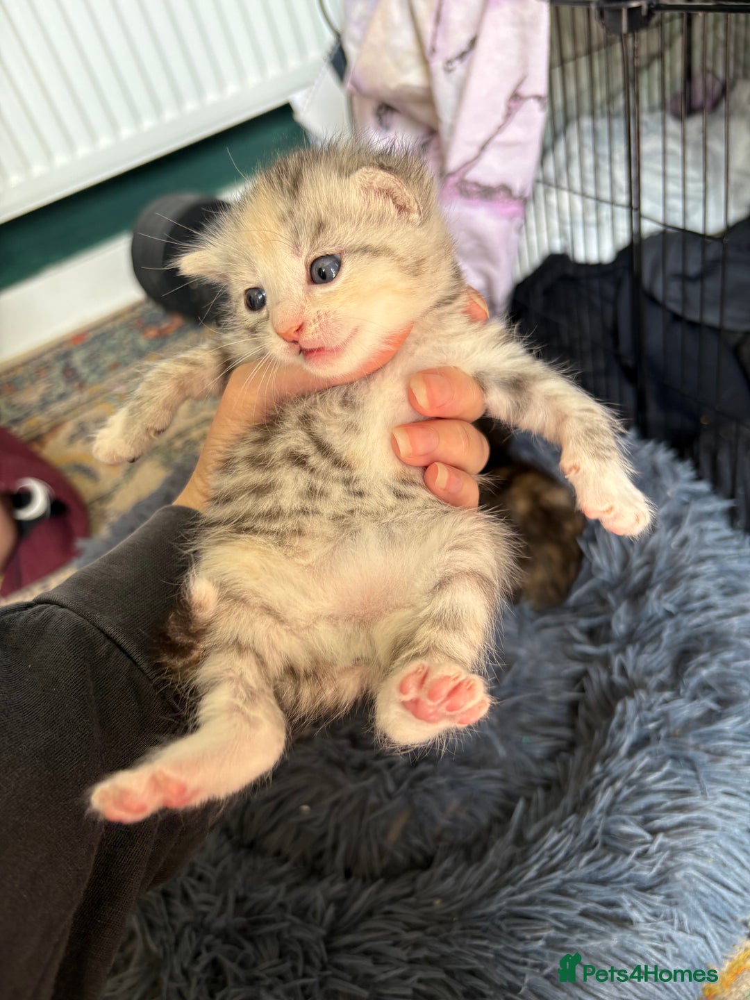 Bengal cats for sale: Beautiful half bengal kittens  - Image 6