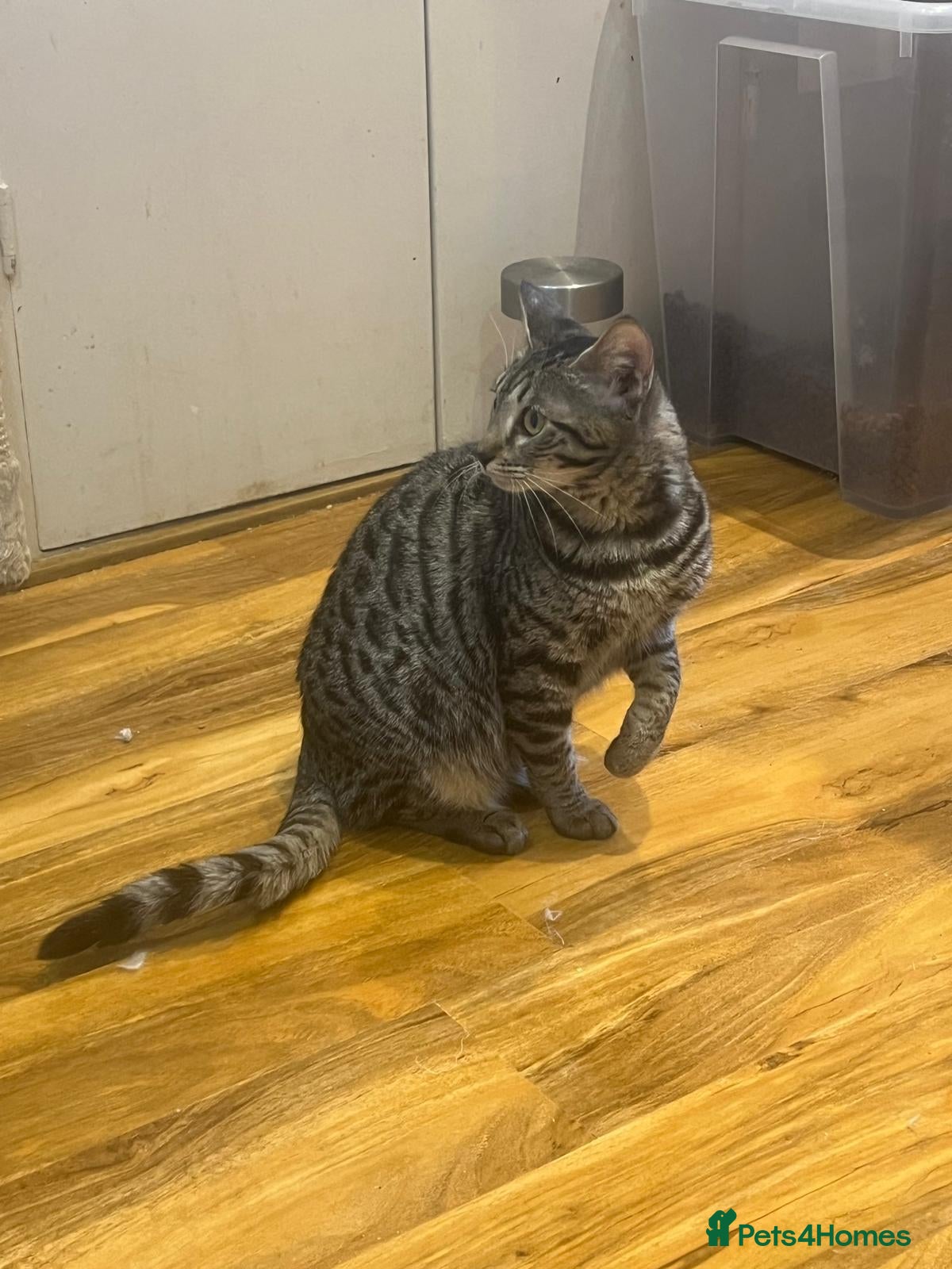 Bengal cats Kittens *2 girls Left* - Advert 2