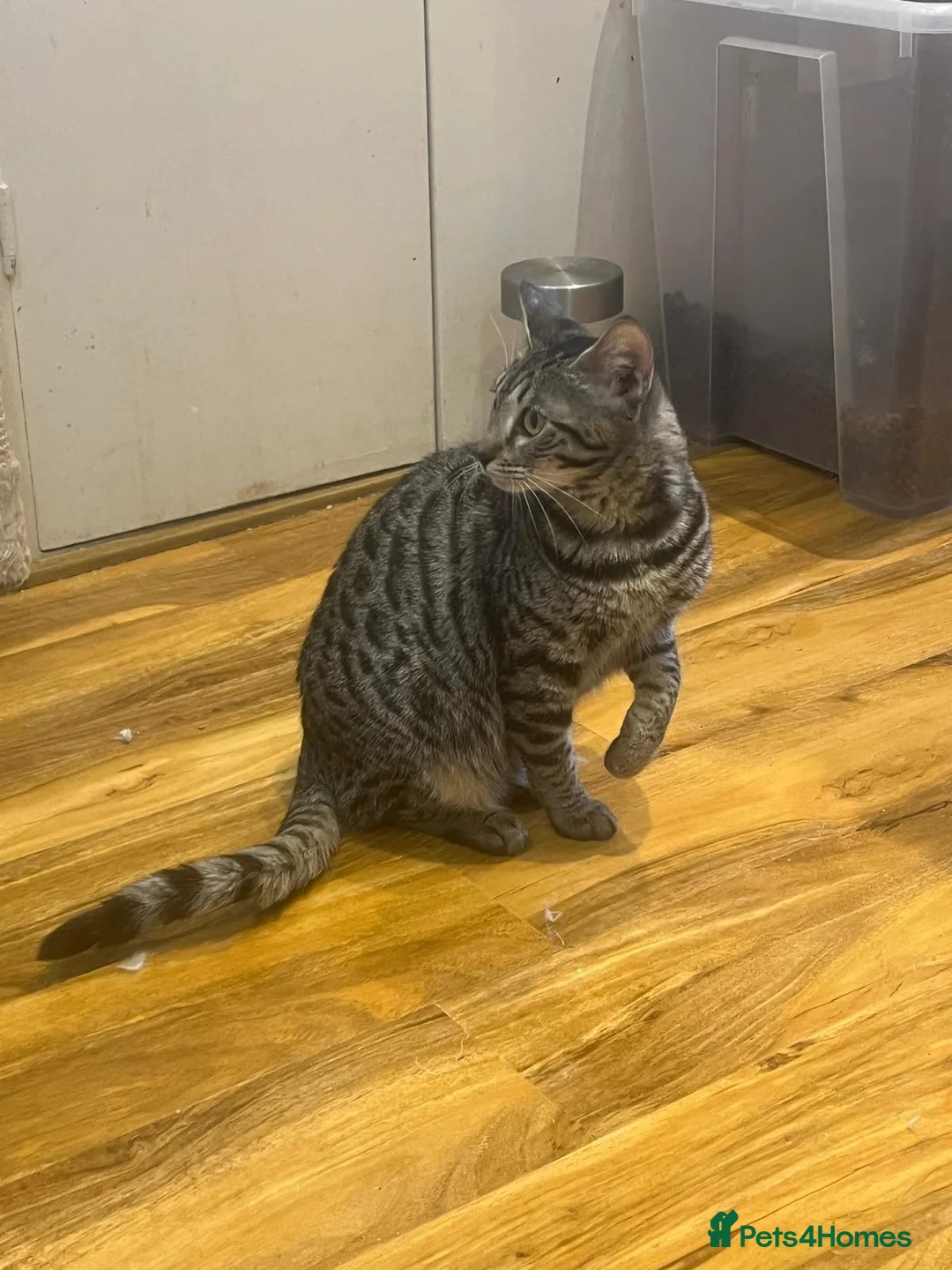 Bengal cats for sale: Kittens *2 girls Left* - Advert 1