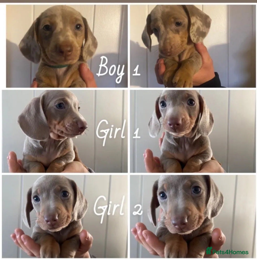 Miniature Dachshund dogs Lively full of character puppies - Advert 1