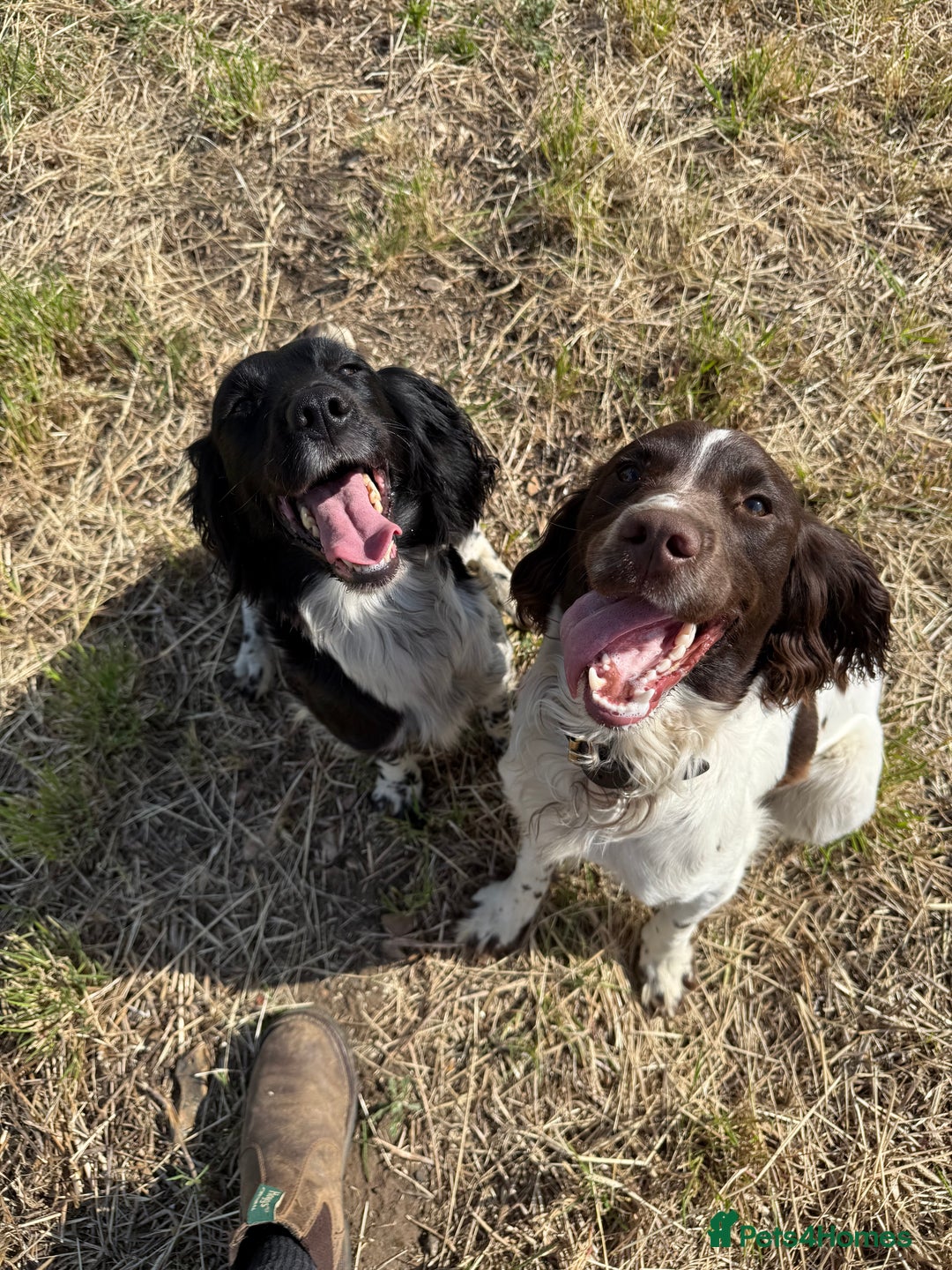 Sprocker dogs for sale: Sprocker puppies  - Advert 3