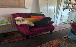 Shih Tzu dogs for sale: 2 snuggly gorgeous miniature shih tzu boys - Image 6