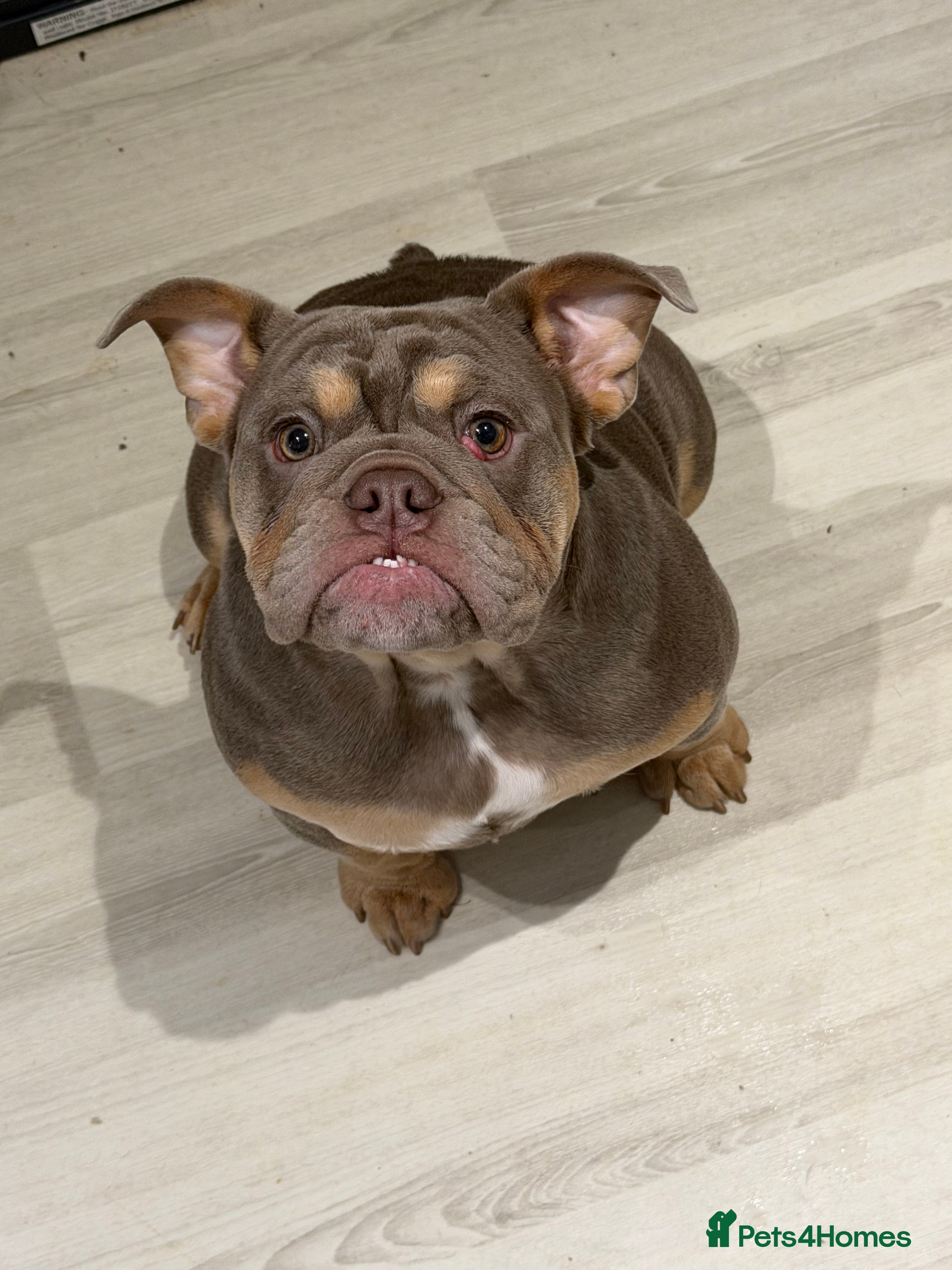 English Bulldog dogs English bulldog 6 months old  - Advert 2