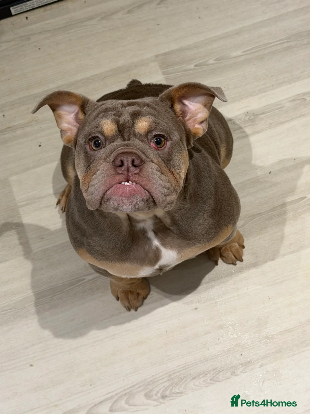 English Bulldog dogs for sale: English bulldog 6 months old  - Advert 1