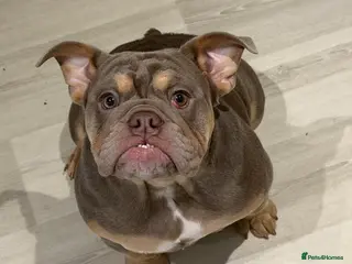 English Bulldog dogs English bulldog 6 months old - Advert 3