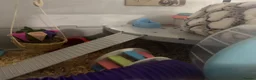 Hamster rodents for sale: Harriett the hamster  - Advert 3
