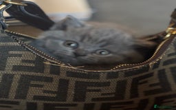 British Shorthair cats for sale: ✨Beautiful British Shorthair Kittens ✨ - Image 7