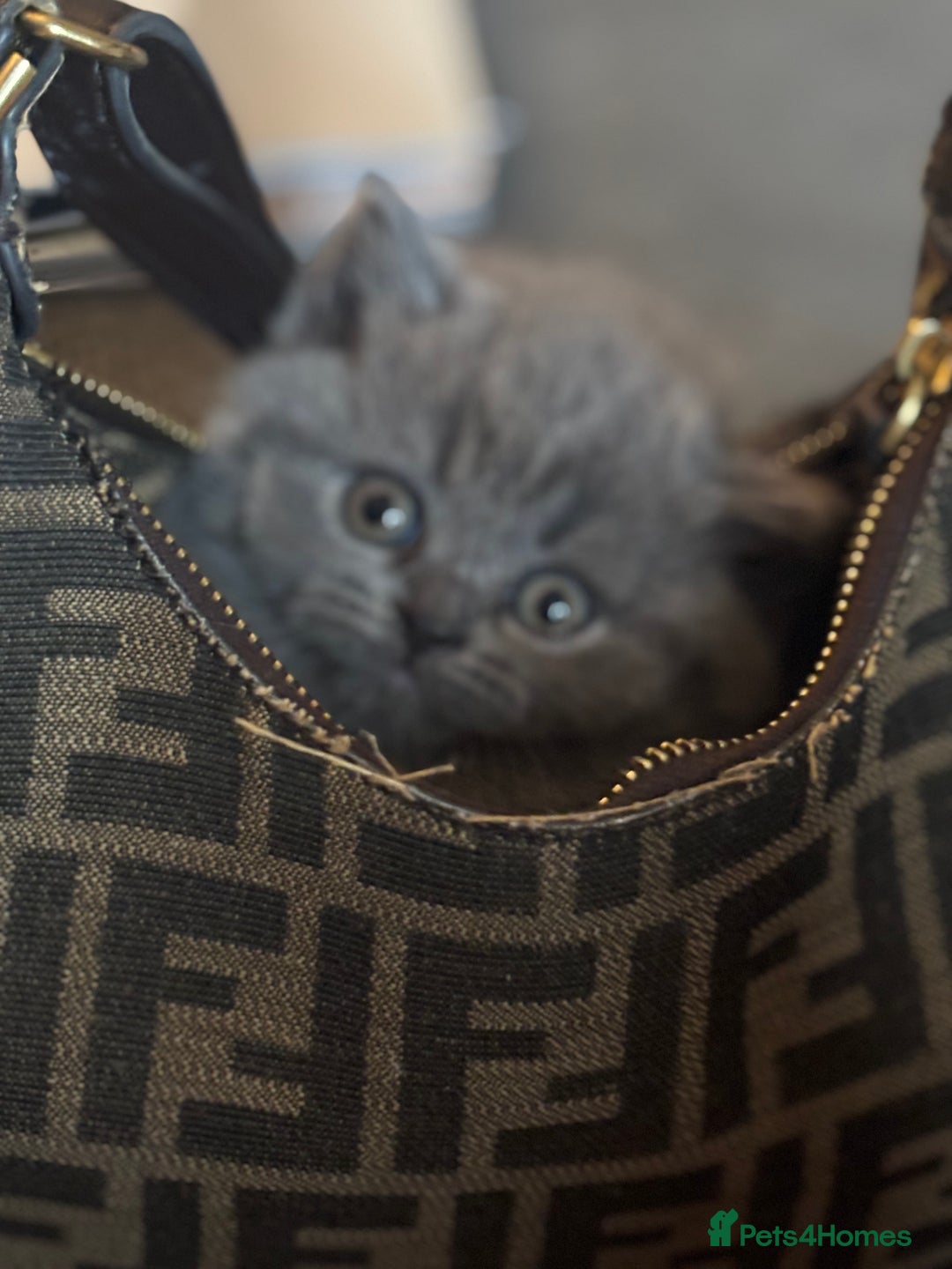 British Shorthair cats for sale: ✨Beautiful British Shorthair Kittens ✨ - Image 7