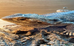 Bearded Dragon reptiles for sale: Bearded dragon and full set up - Image 11