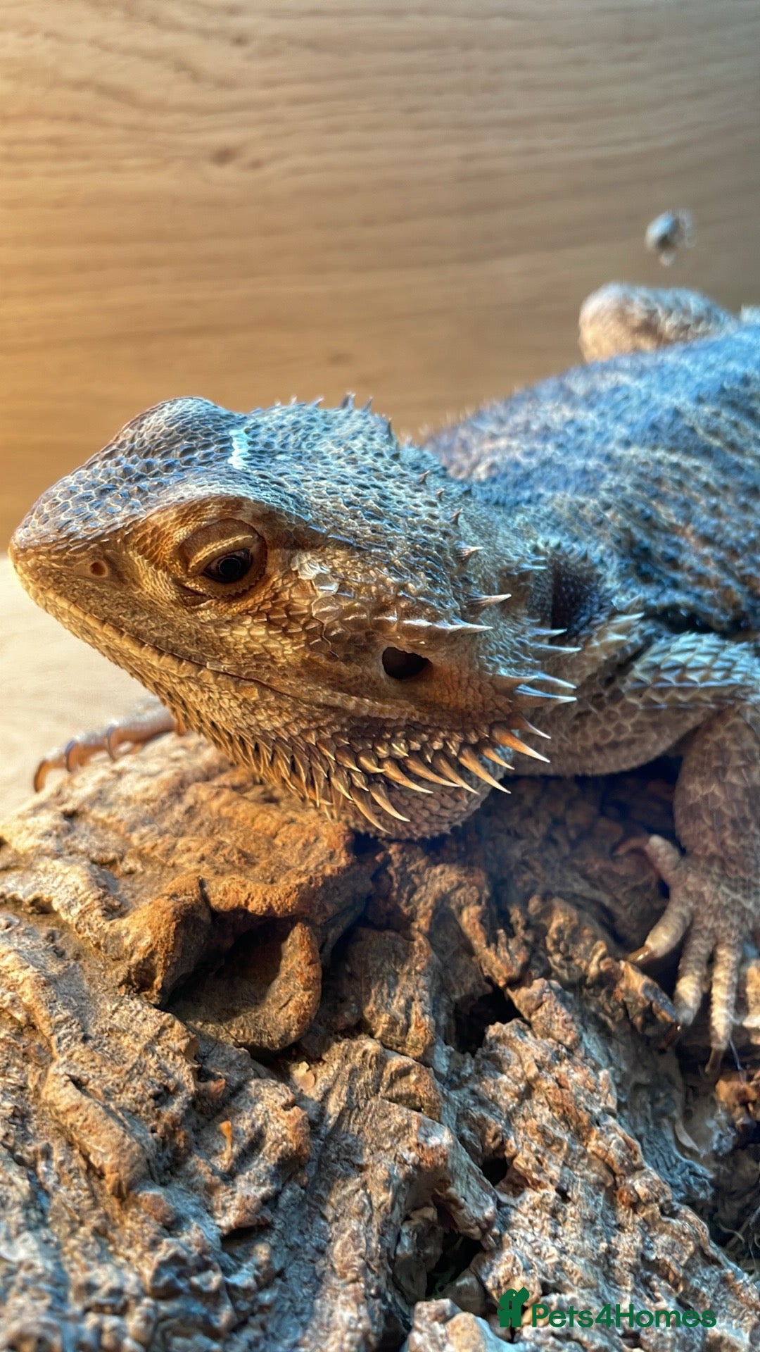 Bearded Dragon reptiles for sale: Bearded dragon and full set up - Image 11