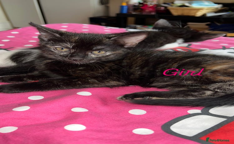 Domestic Shorthair cats - Advert 1