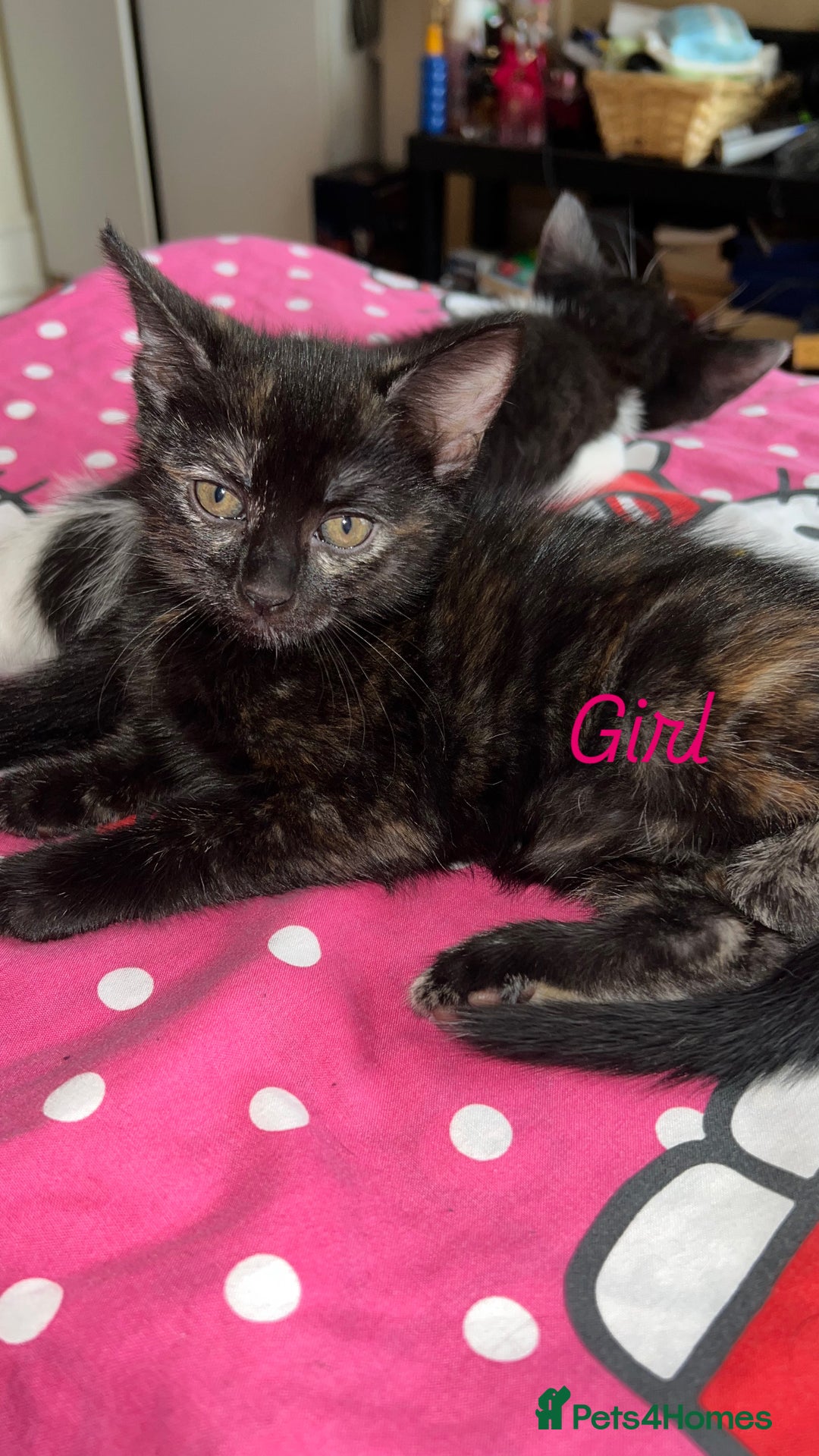 Domestic Shorthair cats for sale: 2 Beautiful Kittens For Sale!! - Image 1