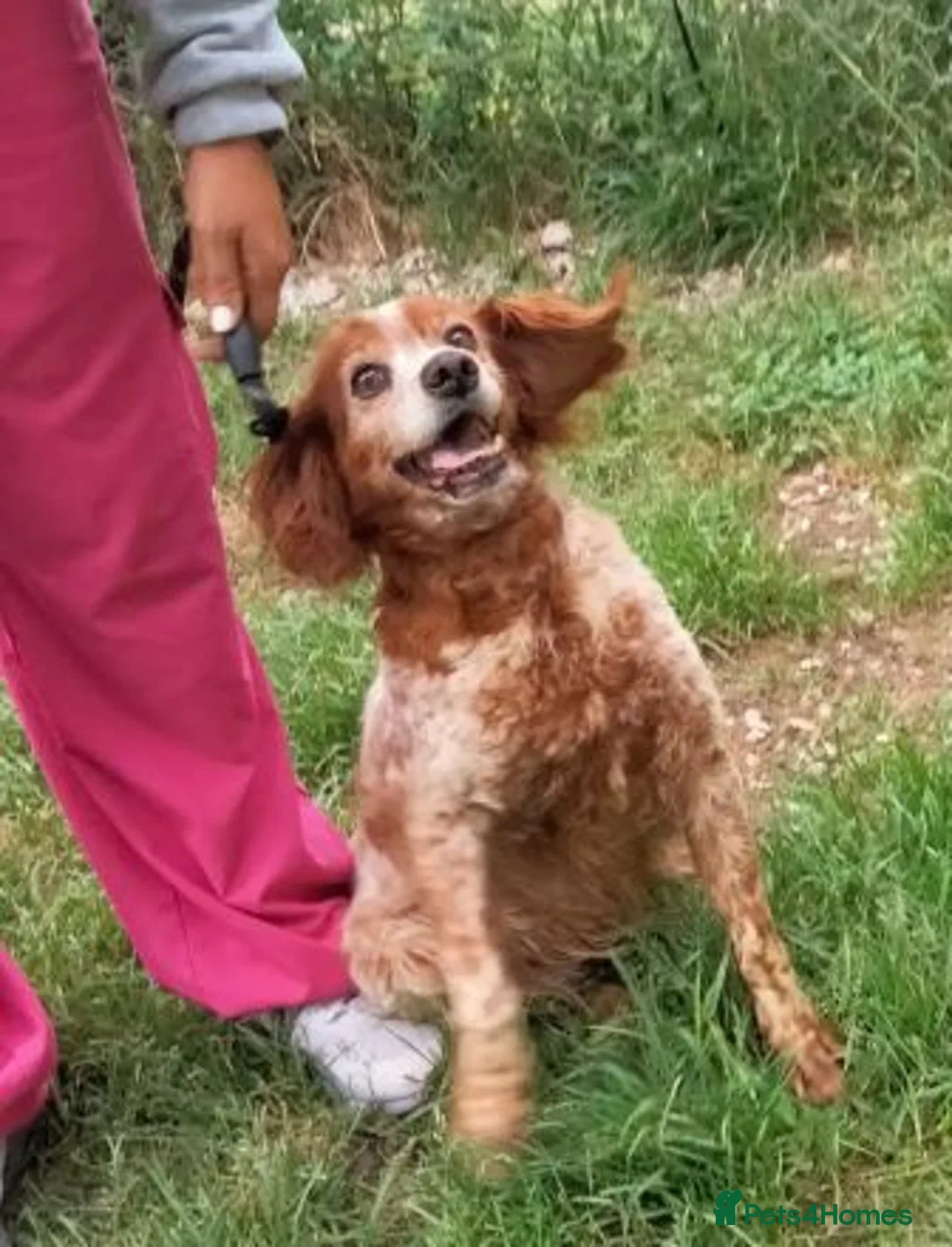 Brittany Spaniel dogs for adoption: Quila in Barnoldswick - Advert 3