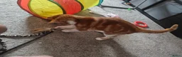 Mixed Breed cats for sale: Tabby kitten with everything you need  in Sheffield - Advert 3
