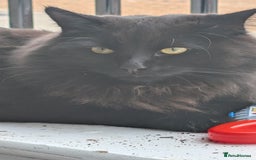 British Longhair cats for sale: Black brown long haired cat - Image 4