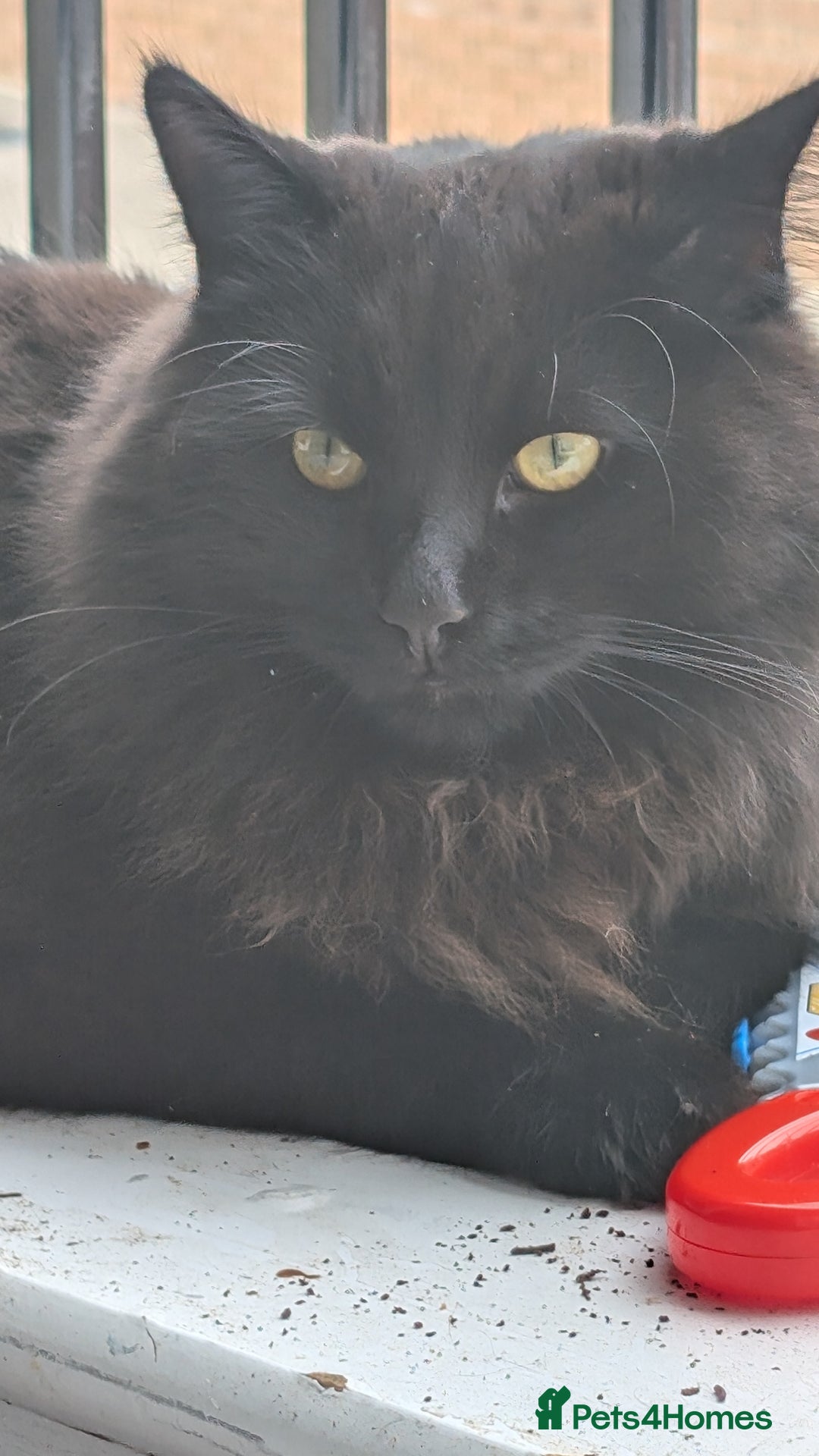 British Longhair cats for sale: Black brown long haired cat - Image 4