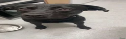 Labrador Retriever dogs for sale: Male Lab For Sale in Wolverhampton - Advert 1