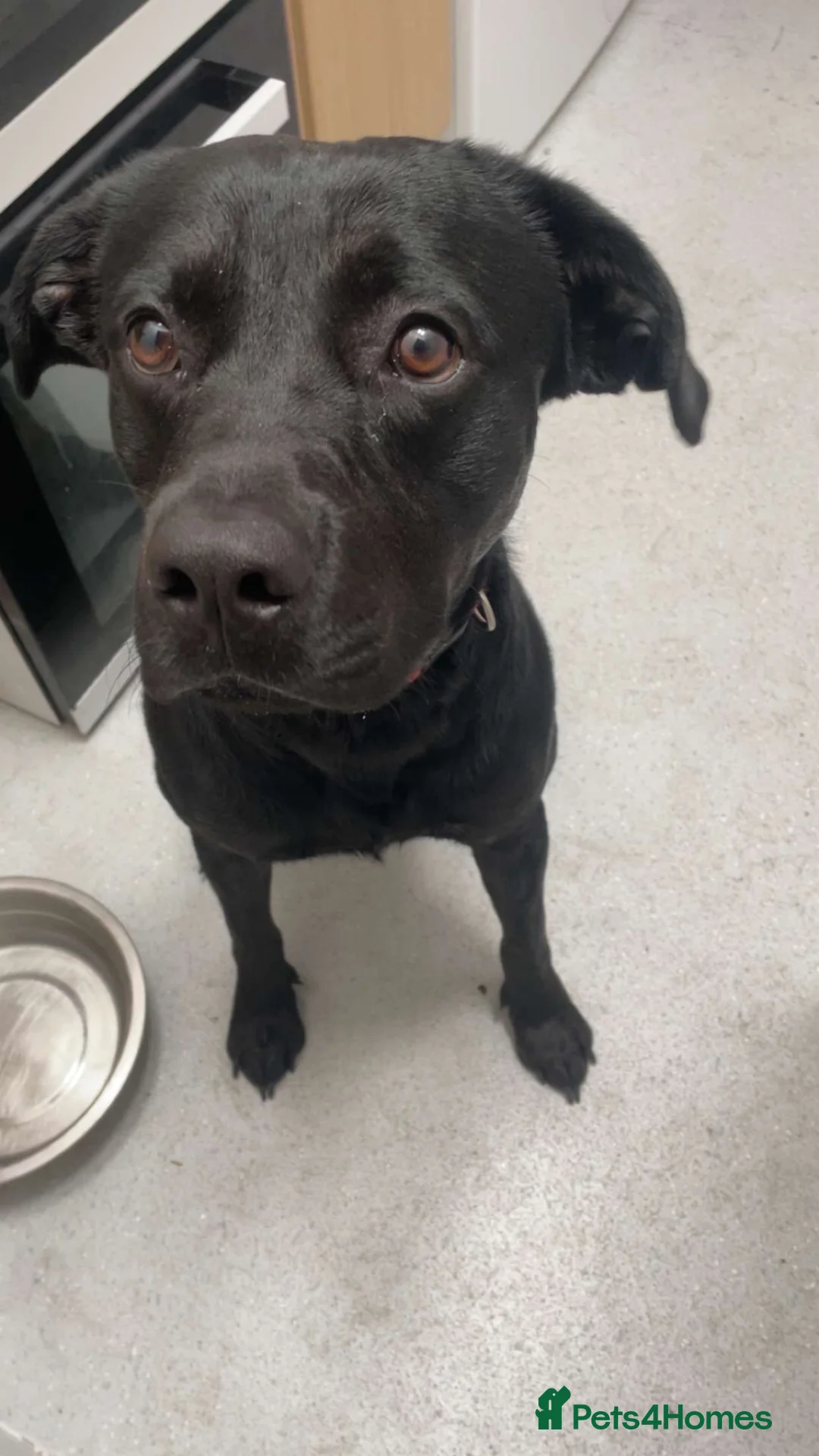 Labrador Retriever dogs for sale: Male Lab For Sale in Wolverhampton - Advert 1