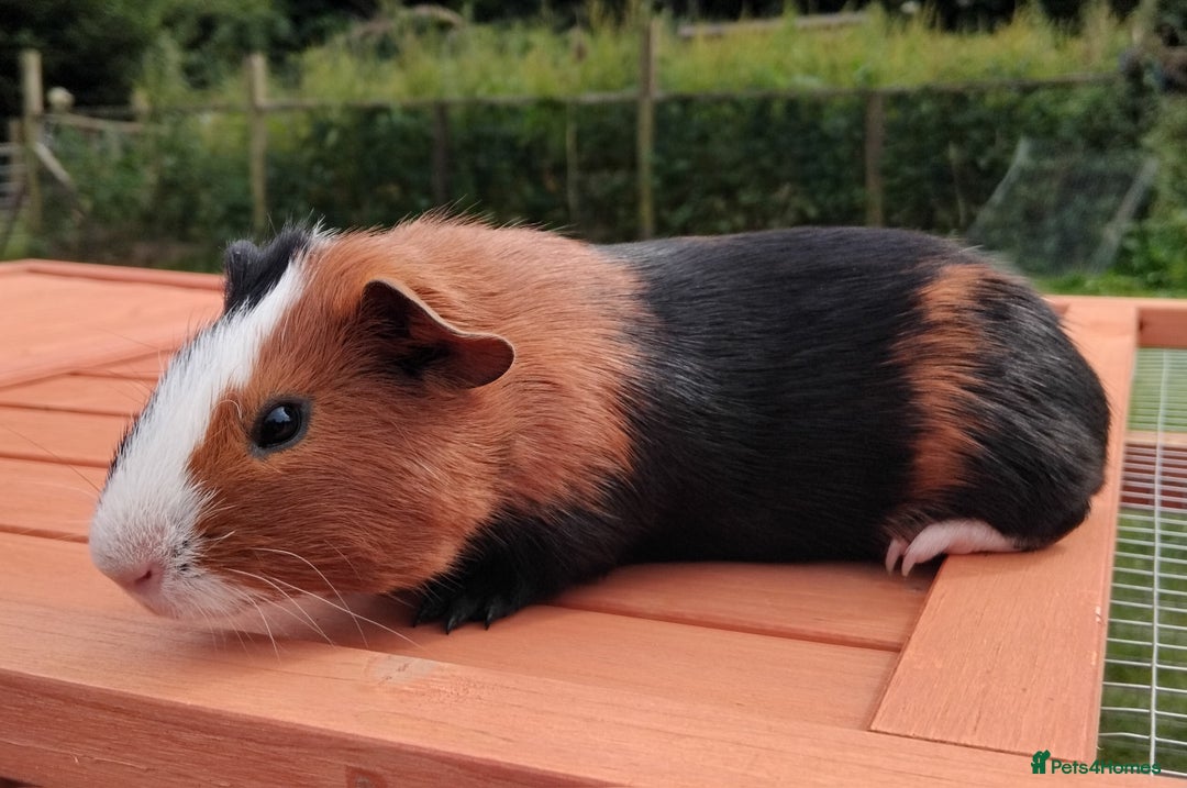 Guinea Pig rodents for sale: Chocolate Dalmation, Swiss, Tort, Baby Boars.. - Image 9
